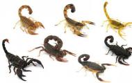 Skorpion insekt Skorpion djurbeskrivning för barn