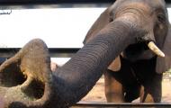 집에 코끼리가 나타나는 꿈은 왜 꾸나요?